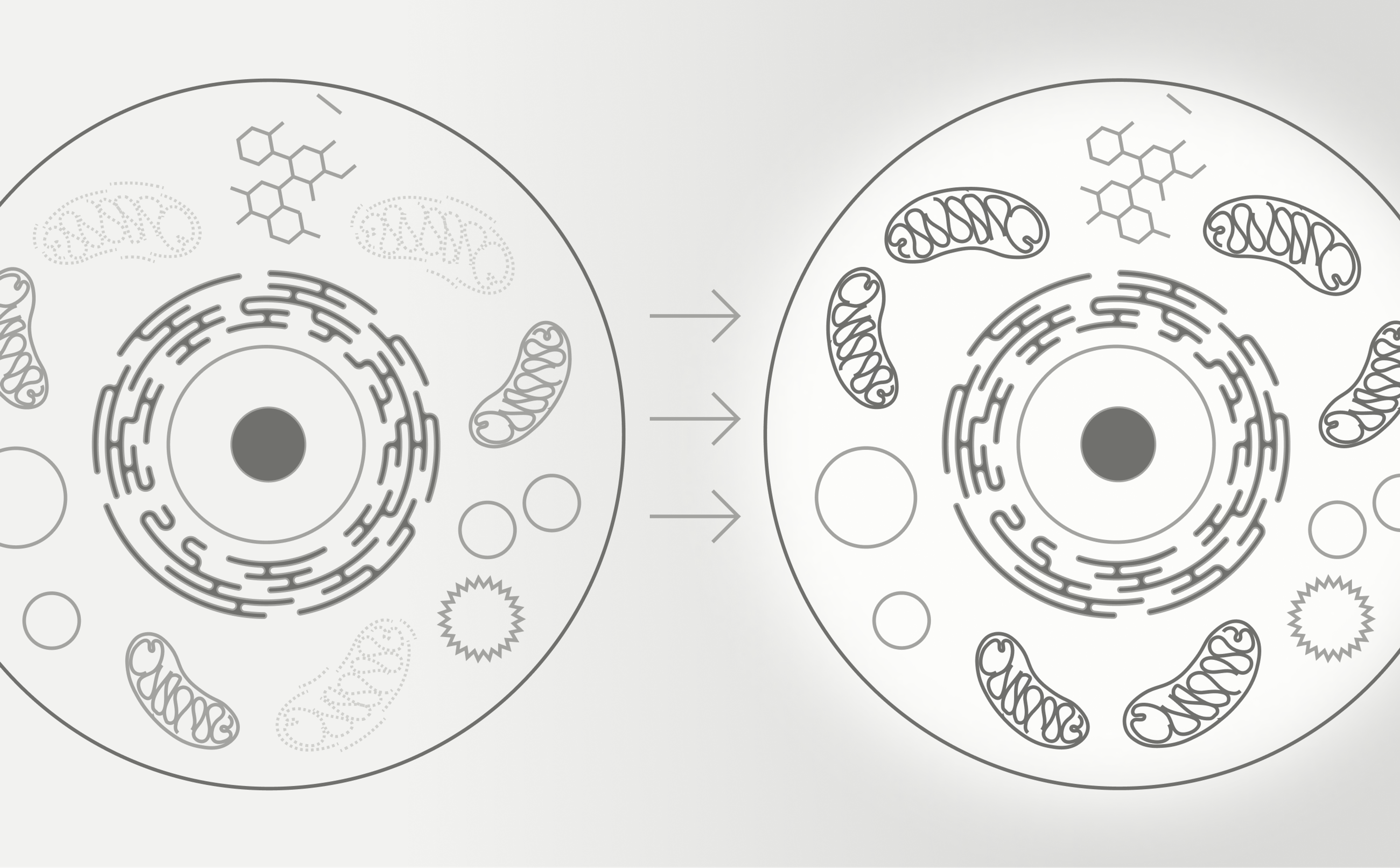 Recycling old mitochondria for cellular energy