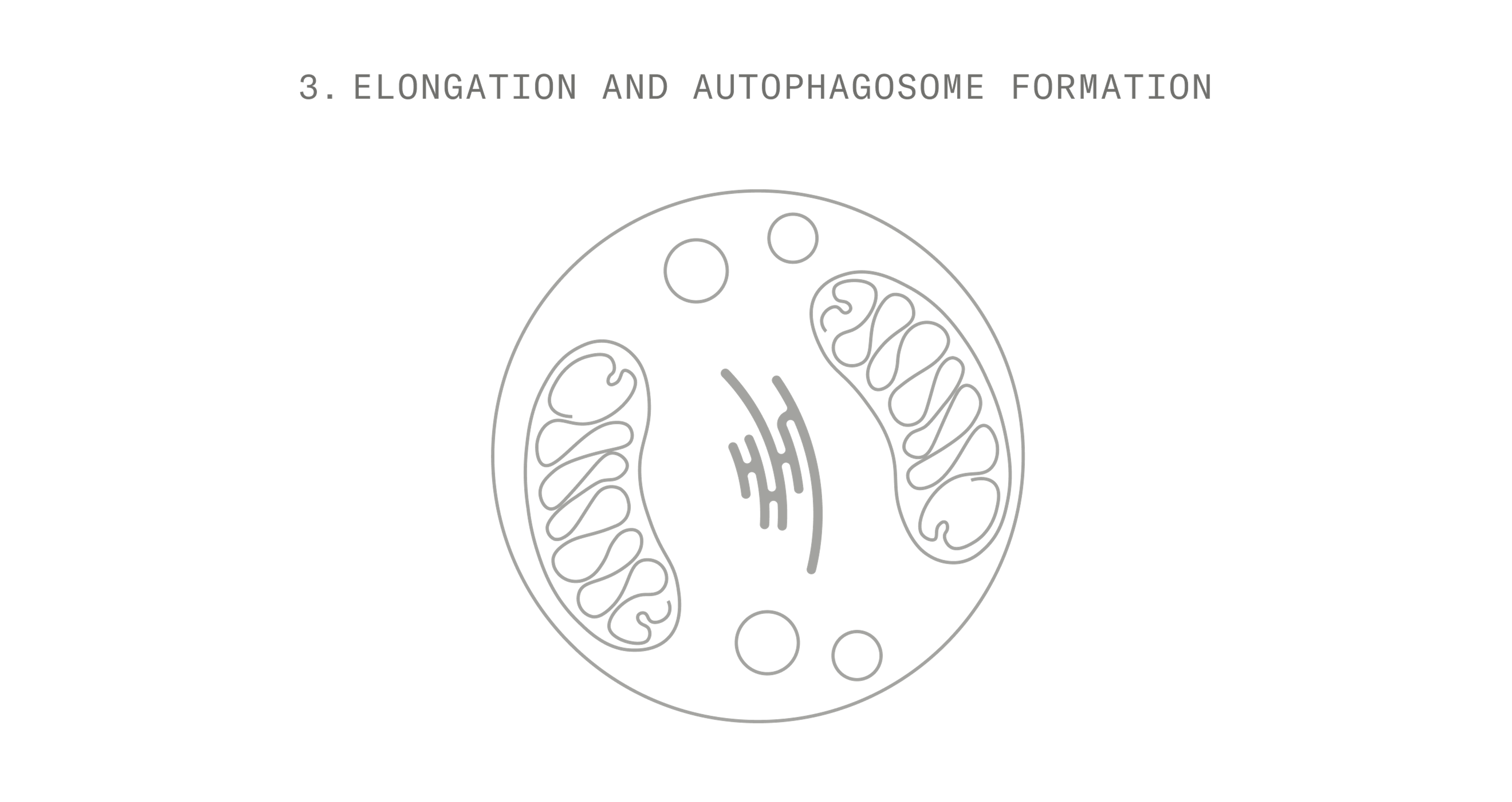 Autophagy Stage 3