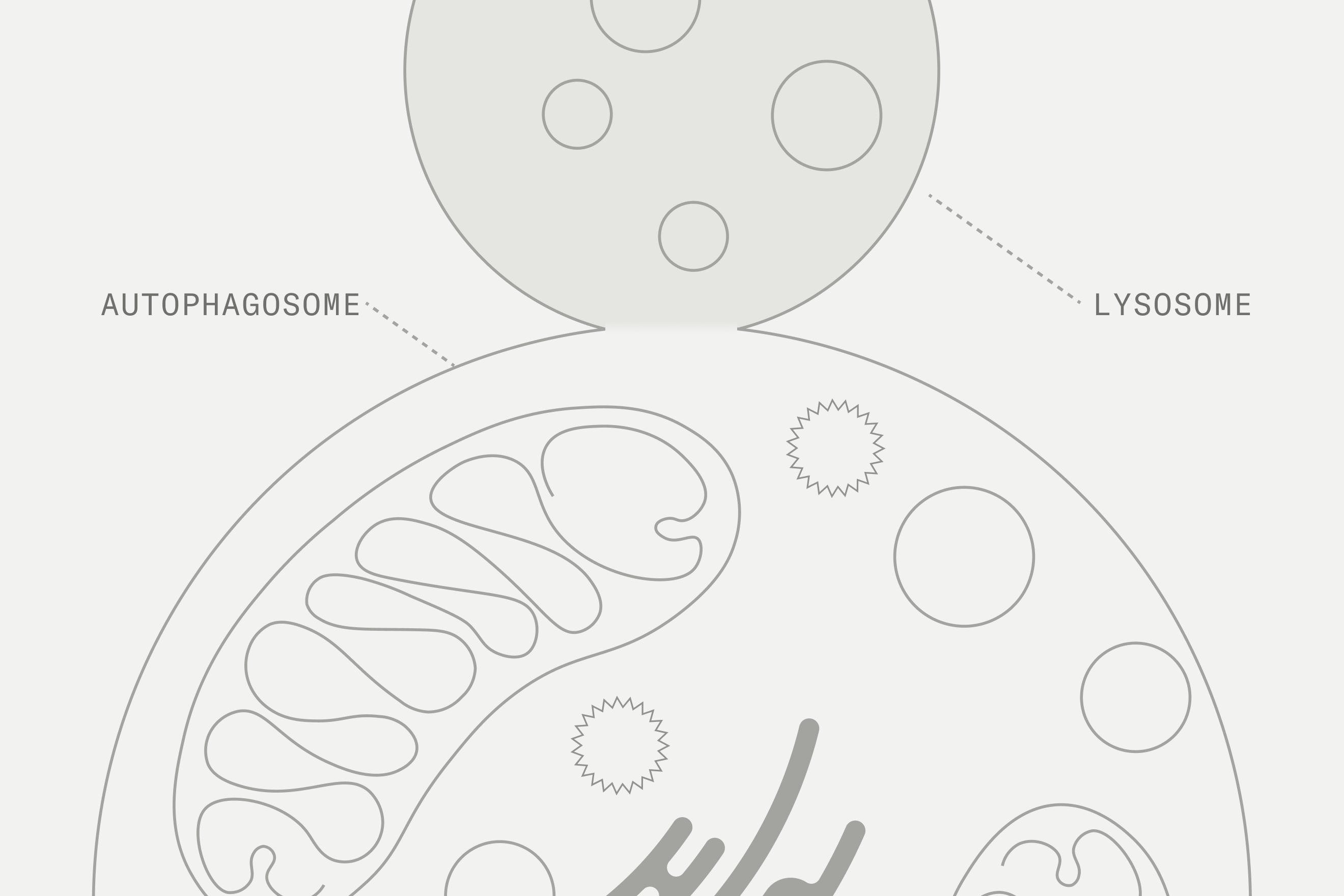 Key moment of the autophagy process