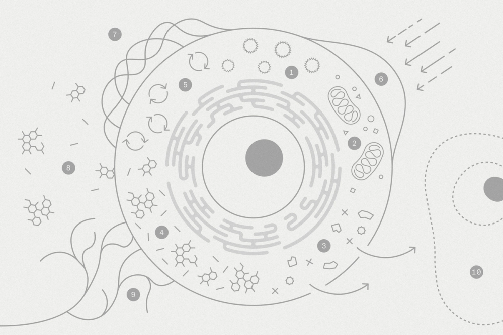 Diagram of the processes that autophagy induces inside and outside a cell.
