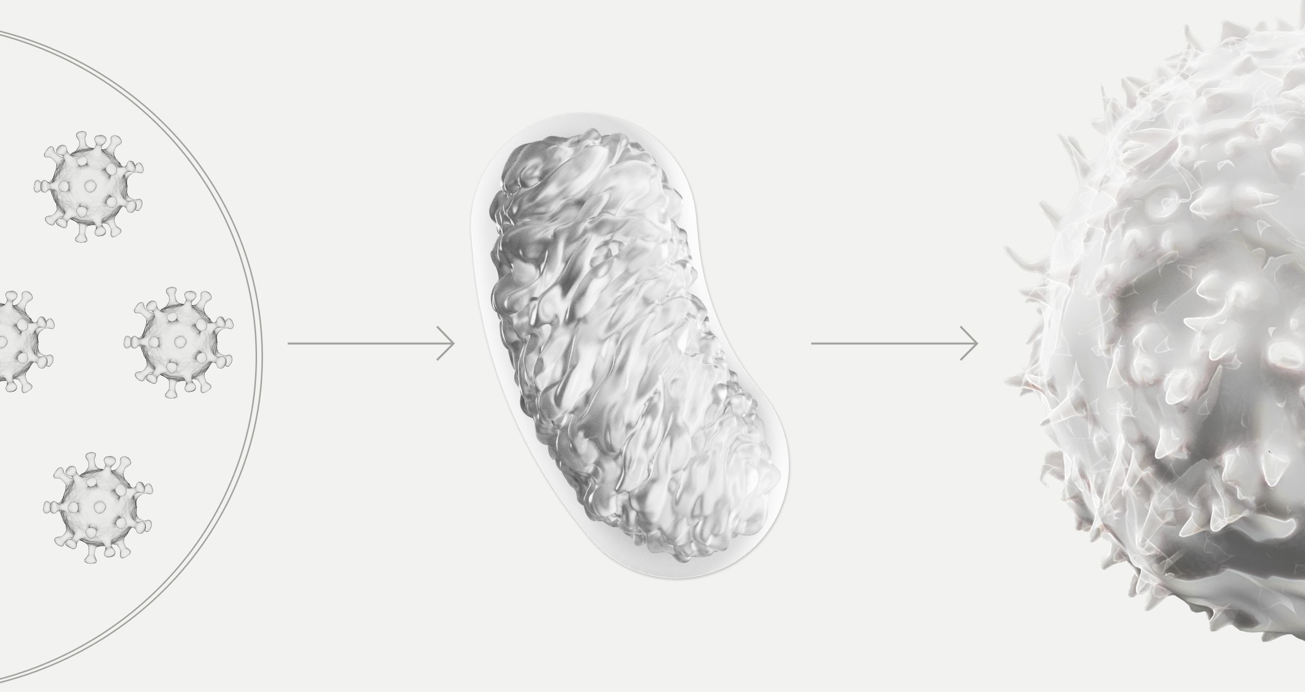 Mitochondrias have an important role in signaling viral infection to the inmune system
