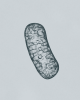 Image of a mitochondria
