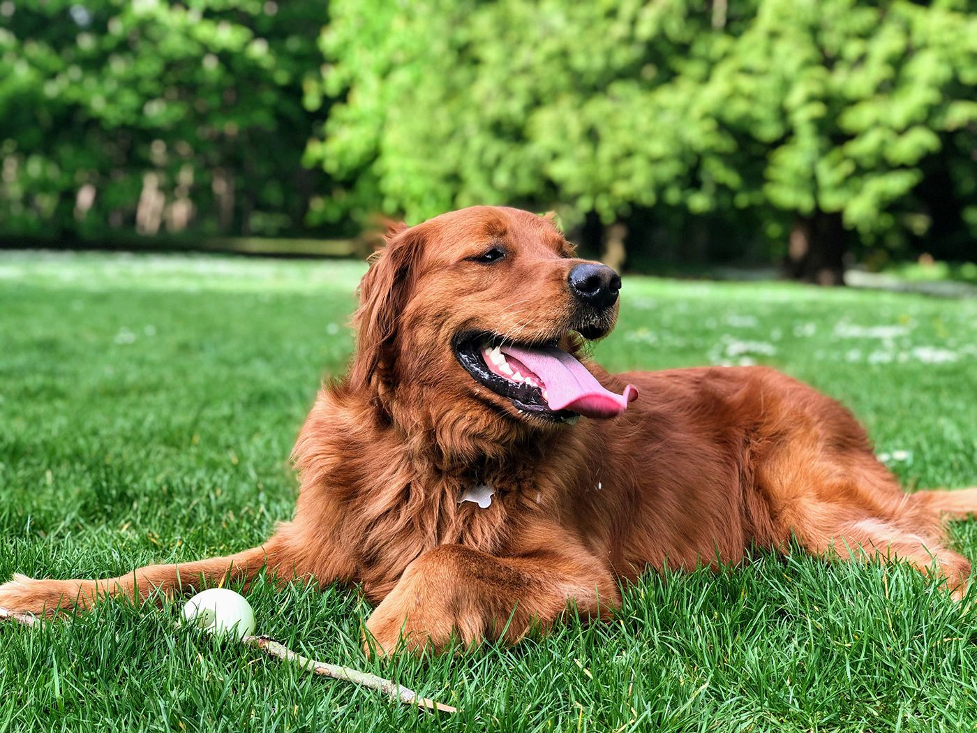 Dog Park