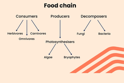 A diagram of the food chain, showing Tier 3 vocabulary