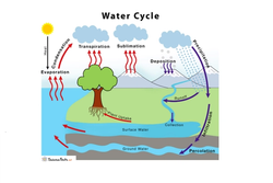 A diagram of the water cycle with vocabulary