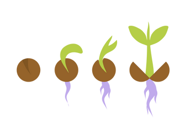 Flowers growing