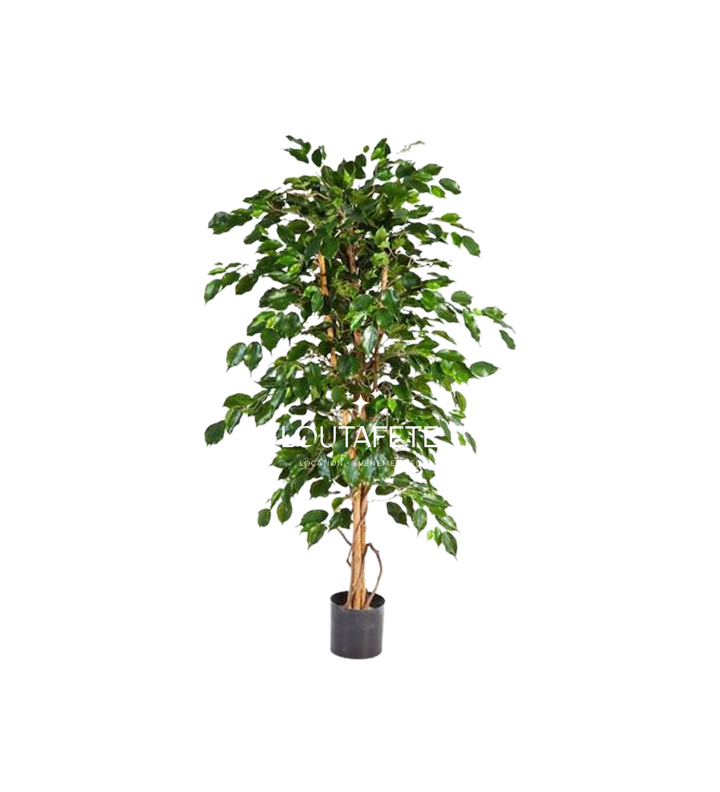 Ficus hauteur 210 cm