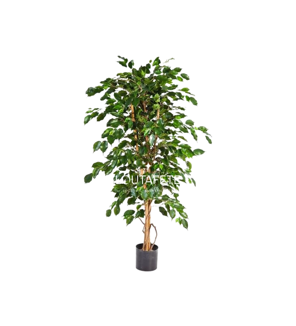 Ficus hauteur 210 cm