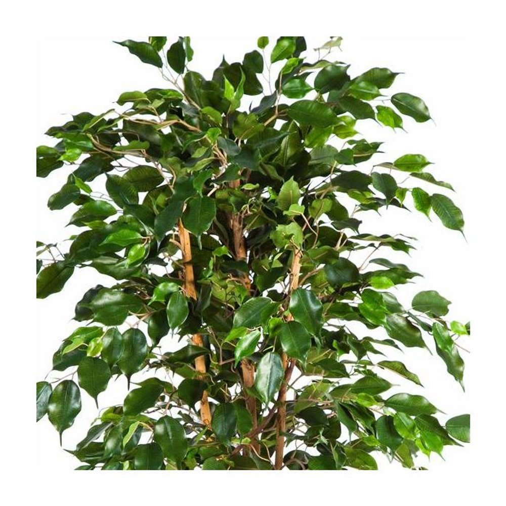 Ficus hauteur 210 cm