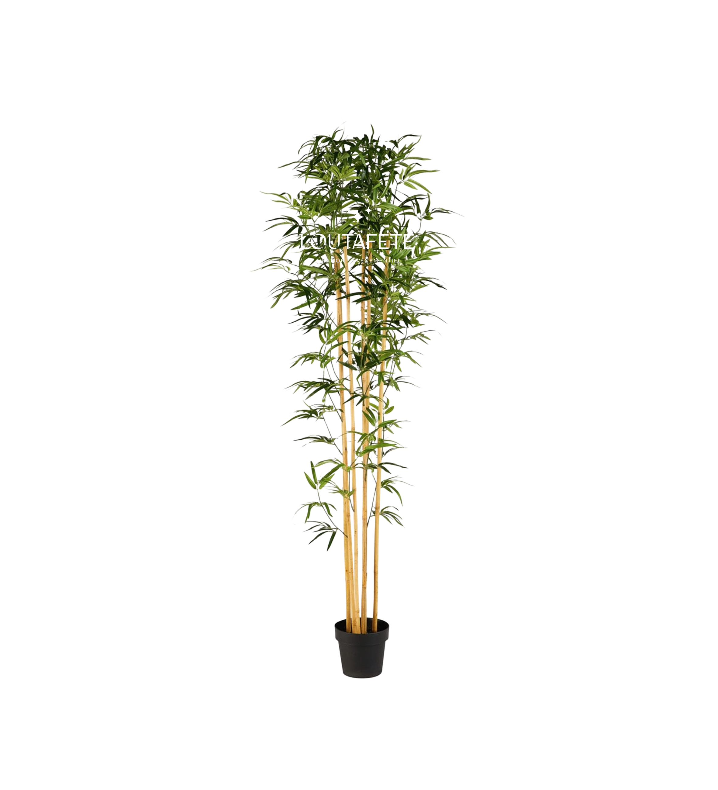 Bambou hauteur 210 cm