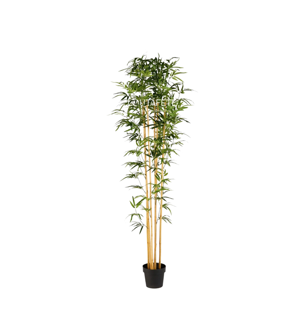 Bambou hauteur 210 cm