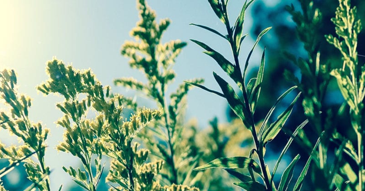 Does Stripe Allow CBD Sales?