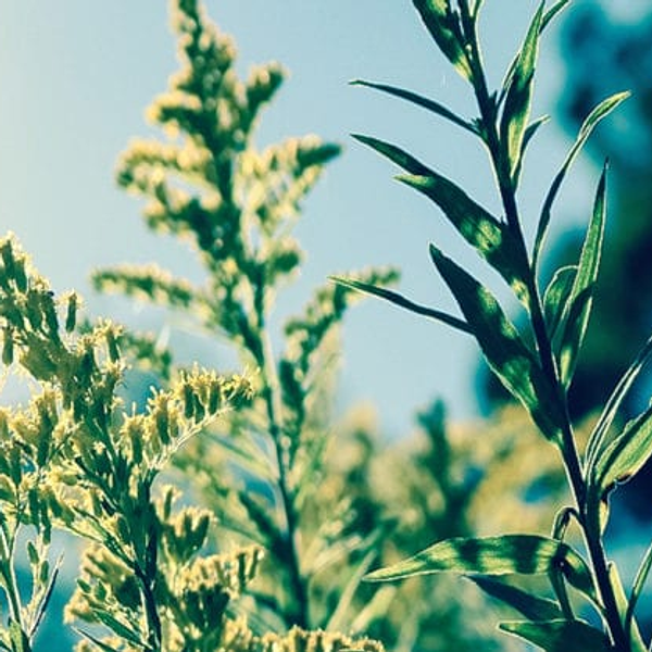 Does Stripe Allow CBD Sales?