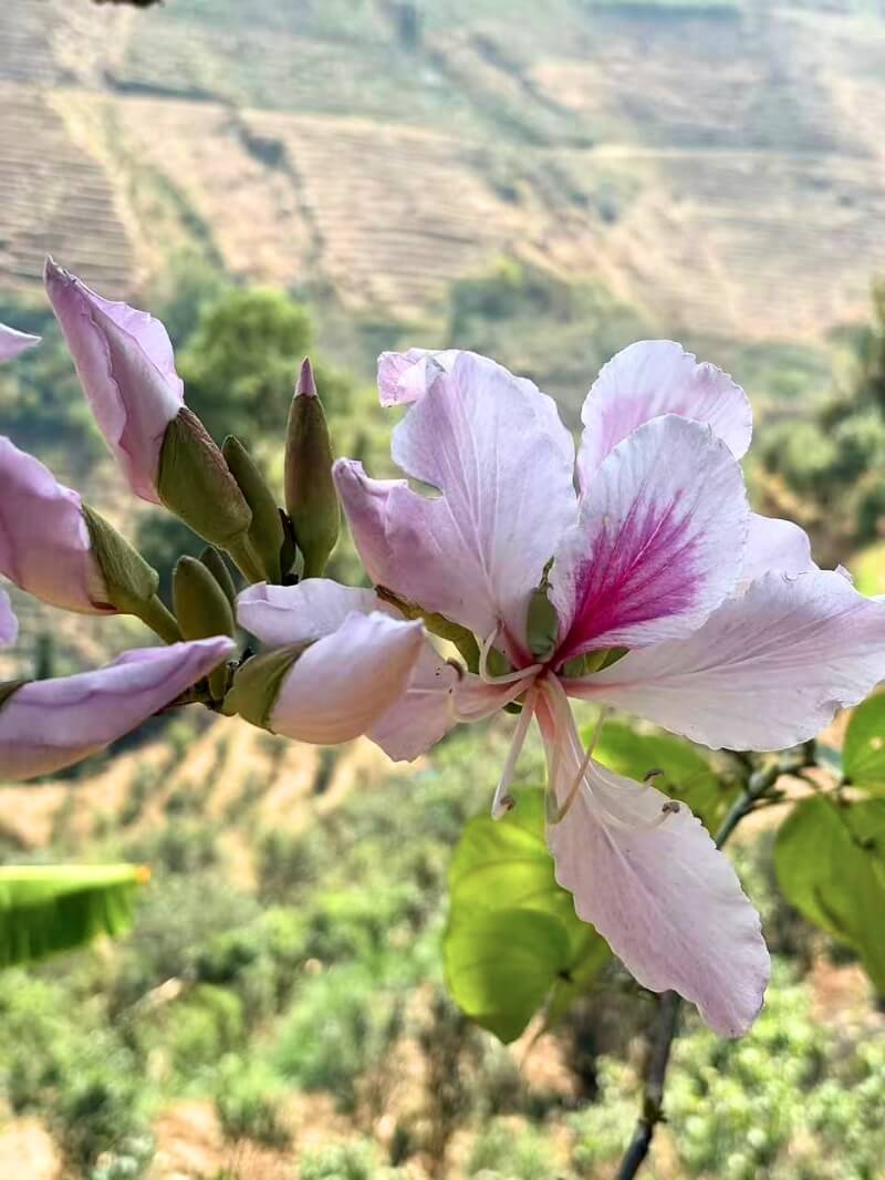 A bauhinia tree flowering.
