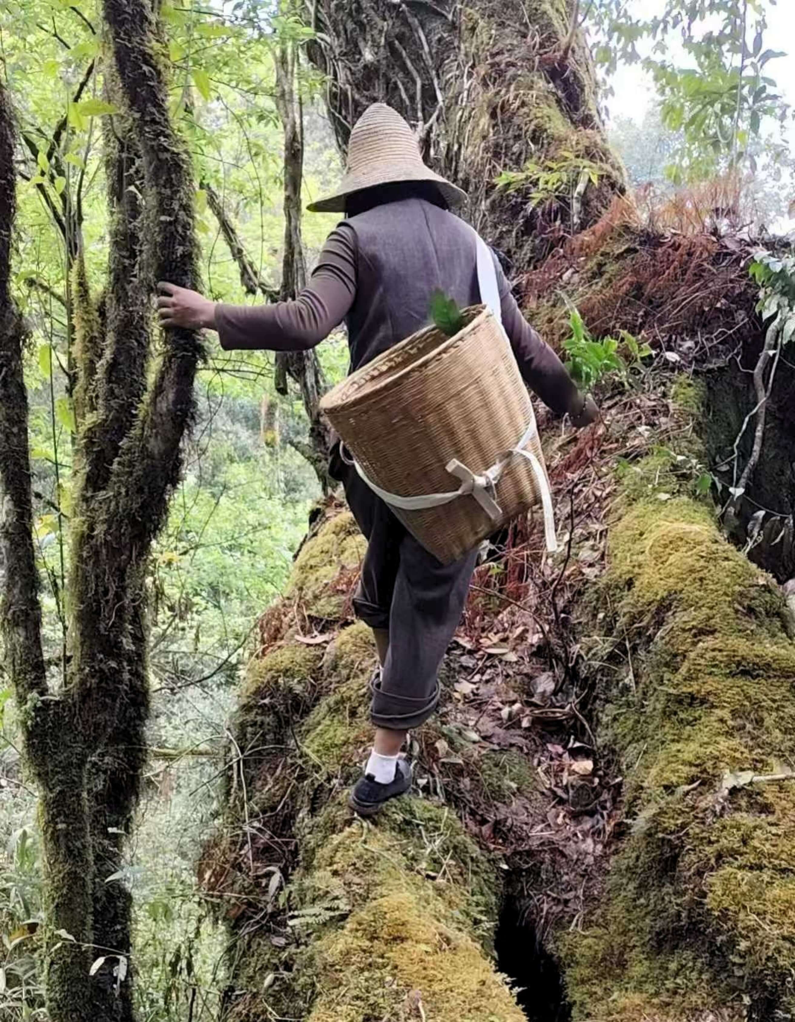A woman in a wide straw hat and a cane basket strapped to her back, climbing a moss-covered slope between trees in a woodland.