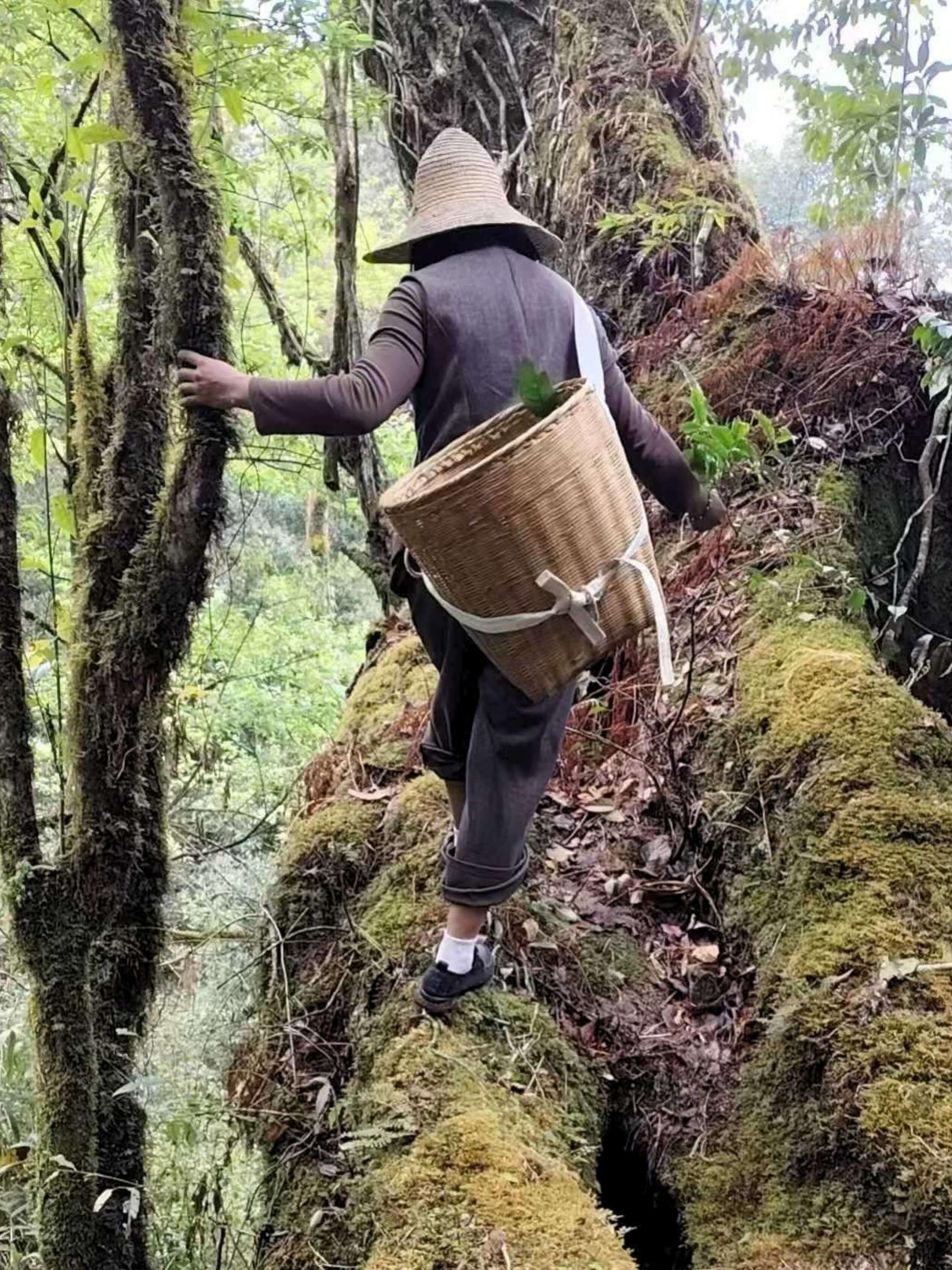 A woman in a wide straw hat and a cane basket strapped to her back, climbing a moss-covered slope between trees in a woodland.