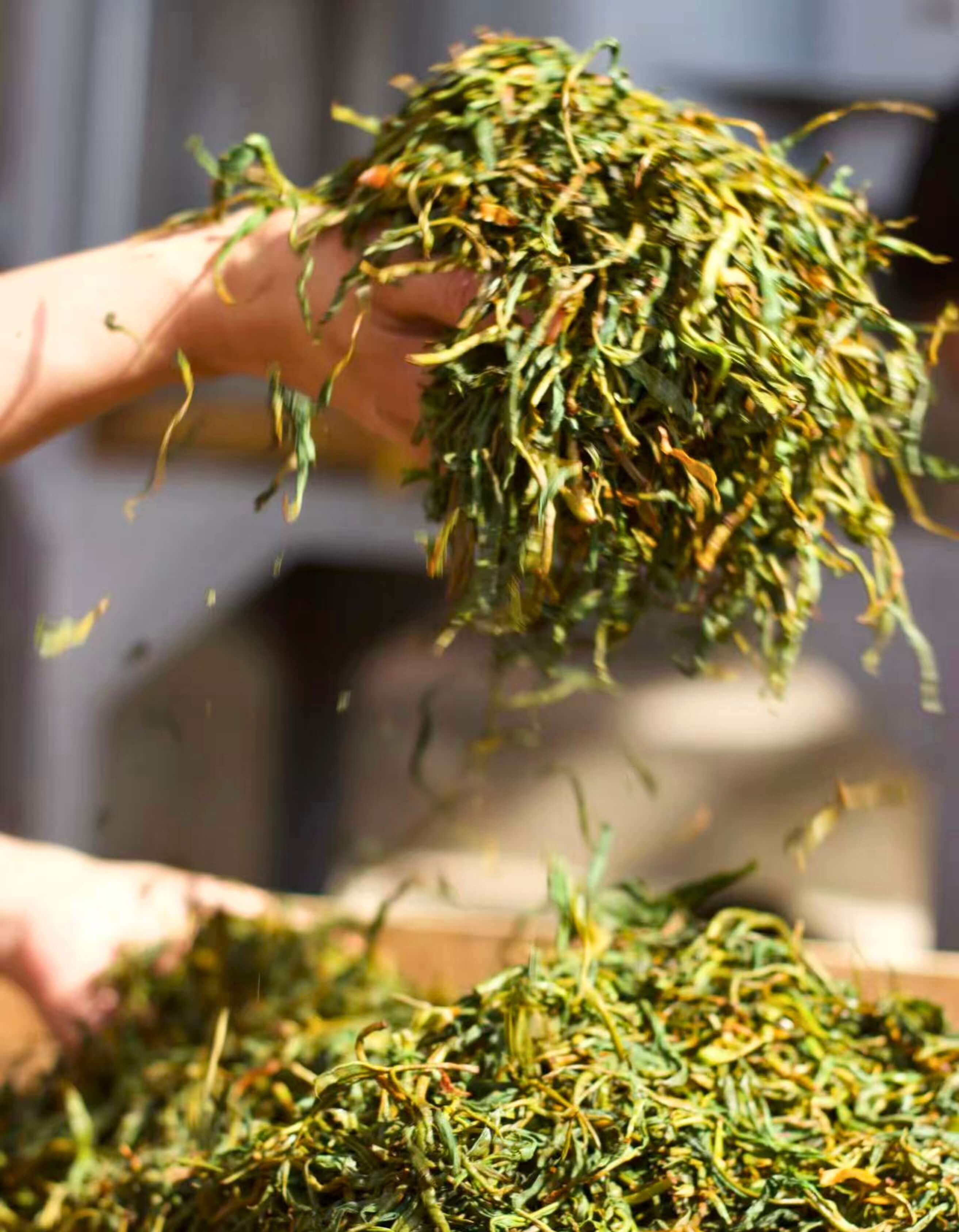 A hand holding a bunch of puer maocha leaves.