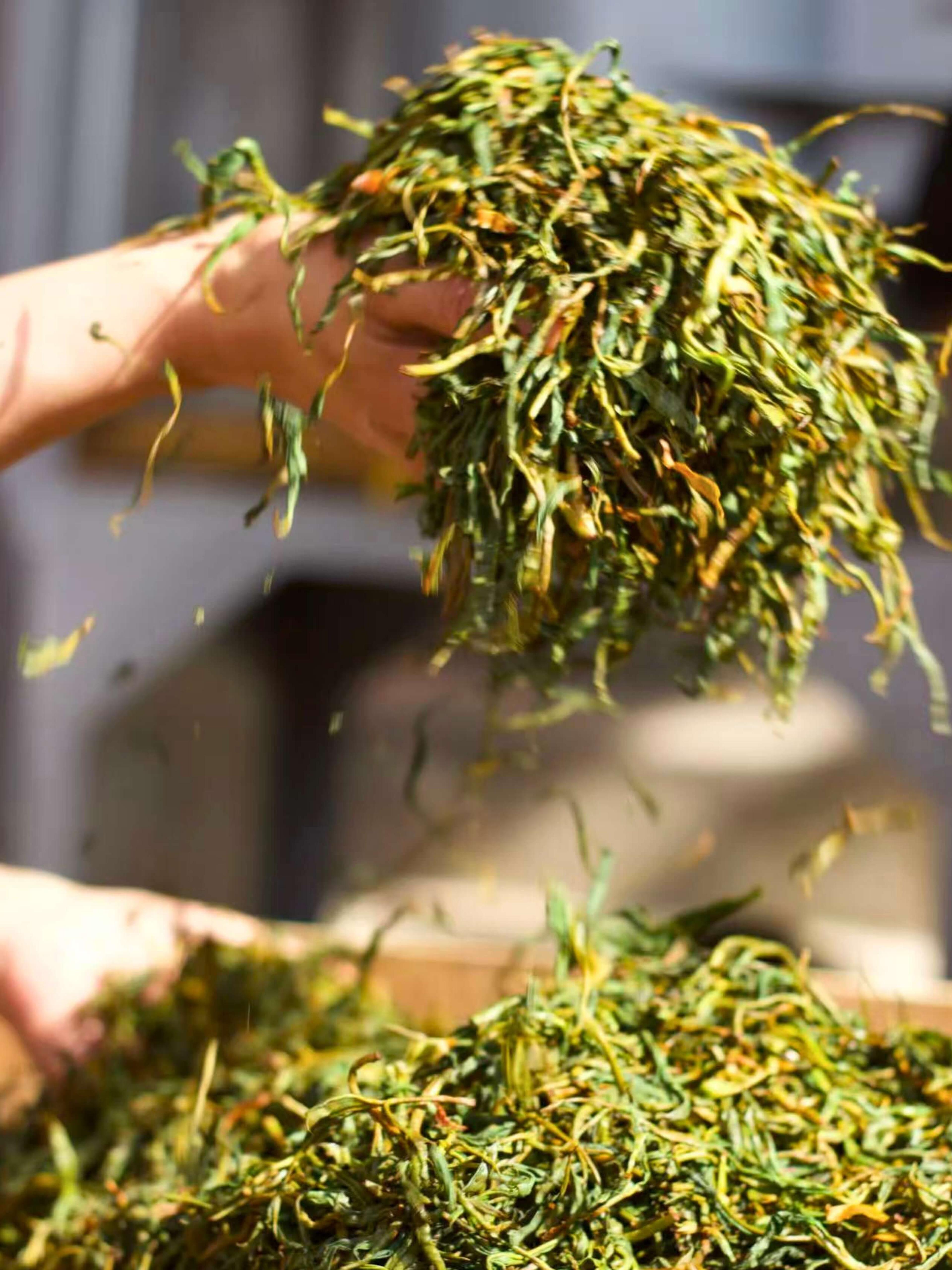 A hand holding a bunch of puer maocha leaves.