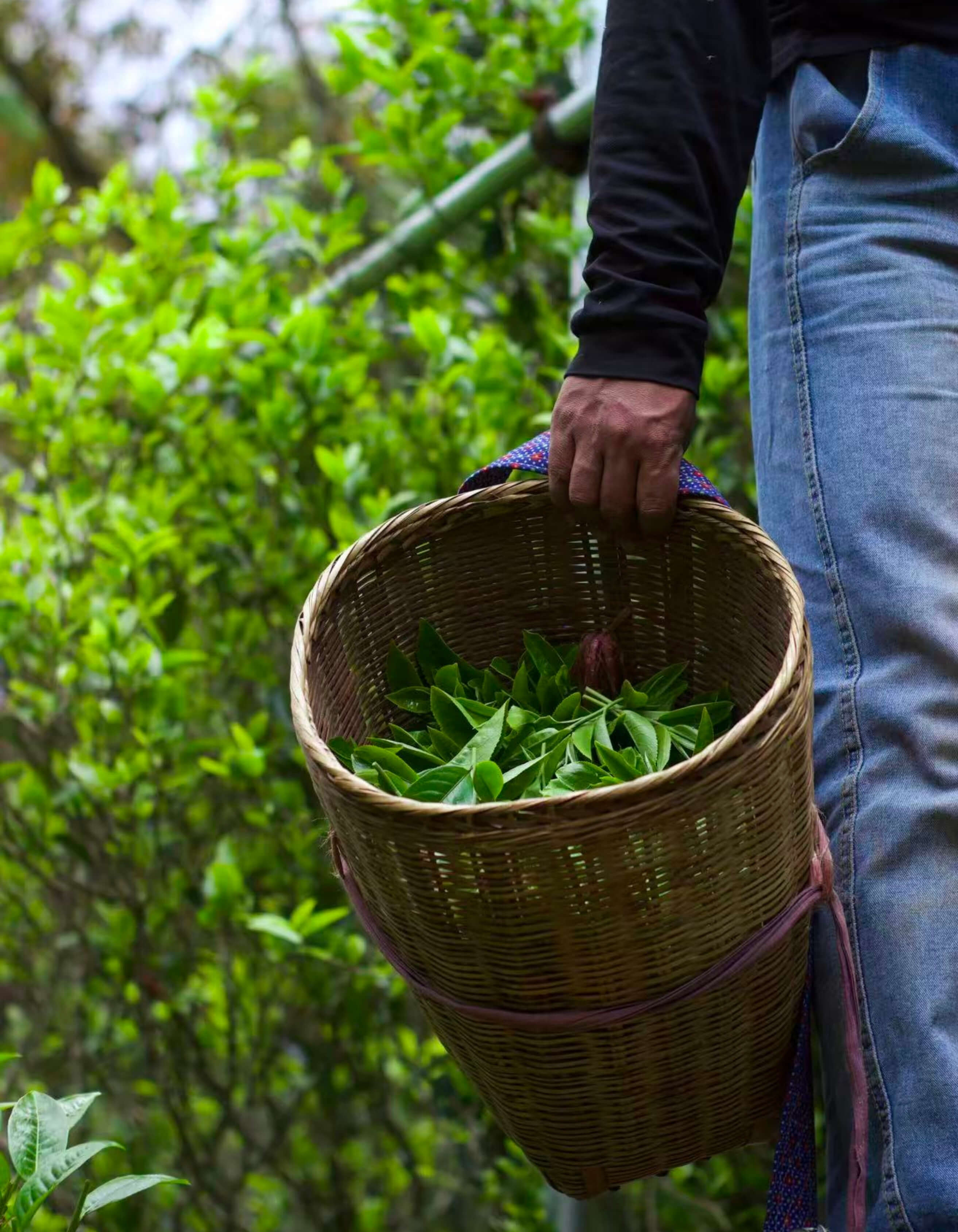 A man holding a woven basket with freshly picked tea leaf.