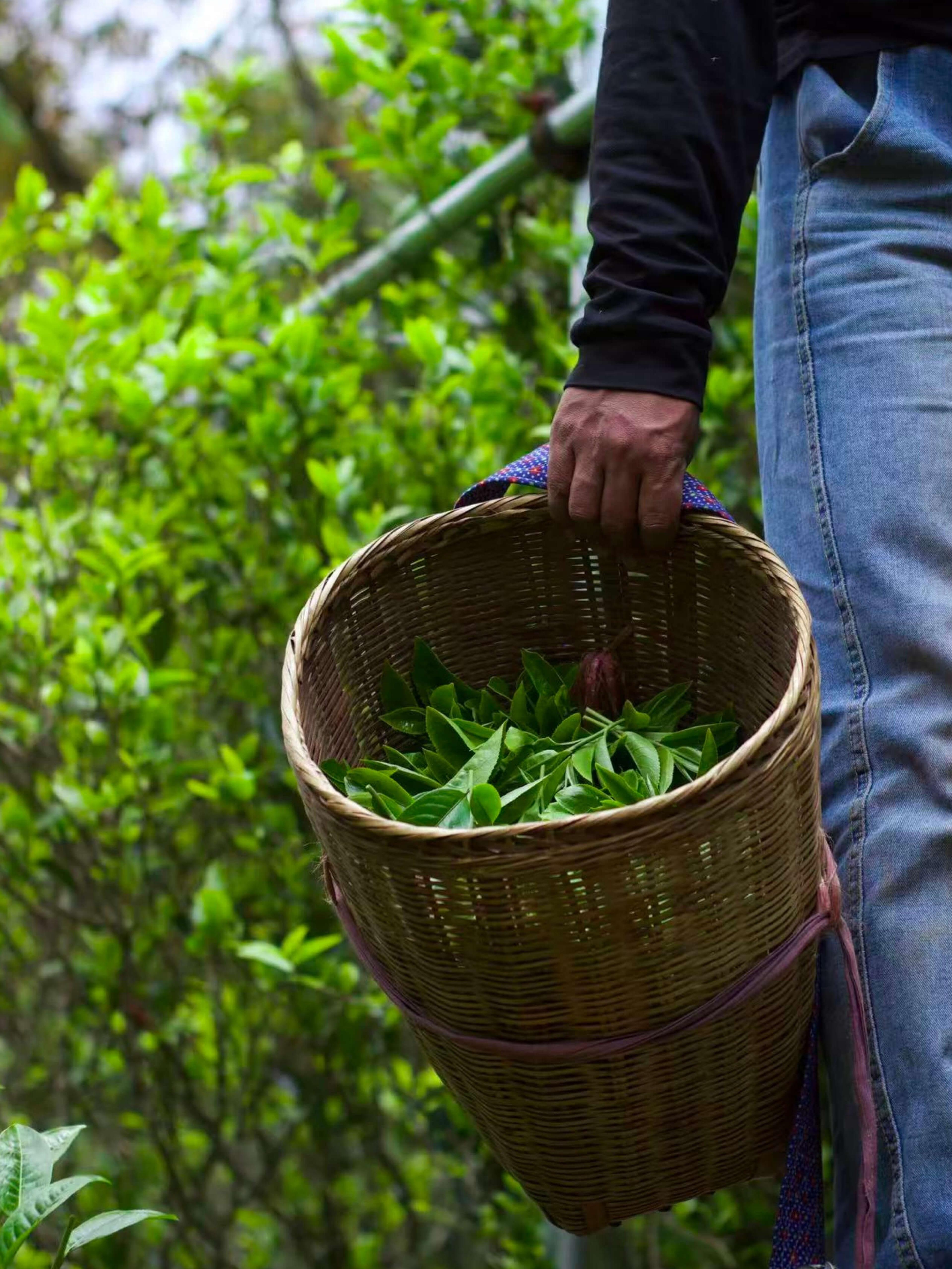 A man holding a woven basket with freshly picked tea leaf.
