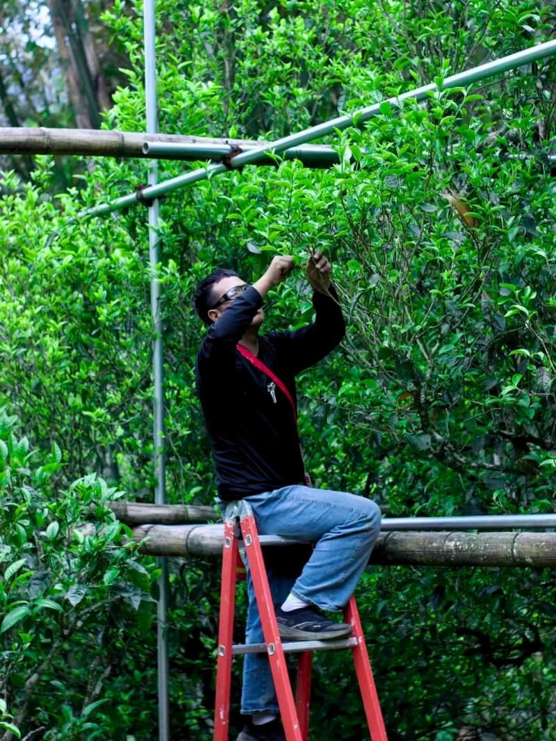 A man picking leaf from a tea tree from a bamboo and metal frame.