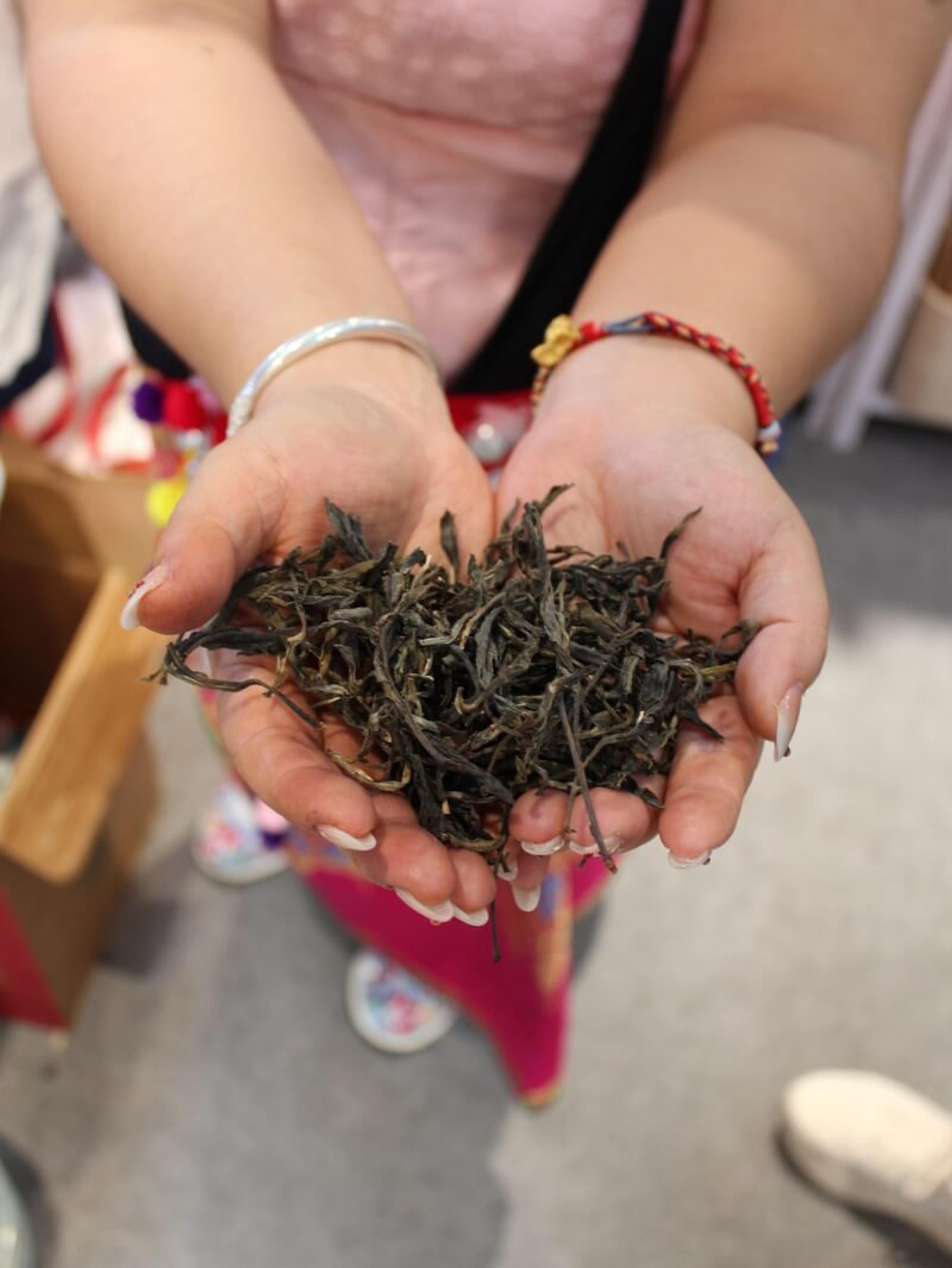 A woman holding a double handful of loose tea leaves, greyish green with pale tips, in cupped palms.