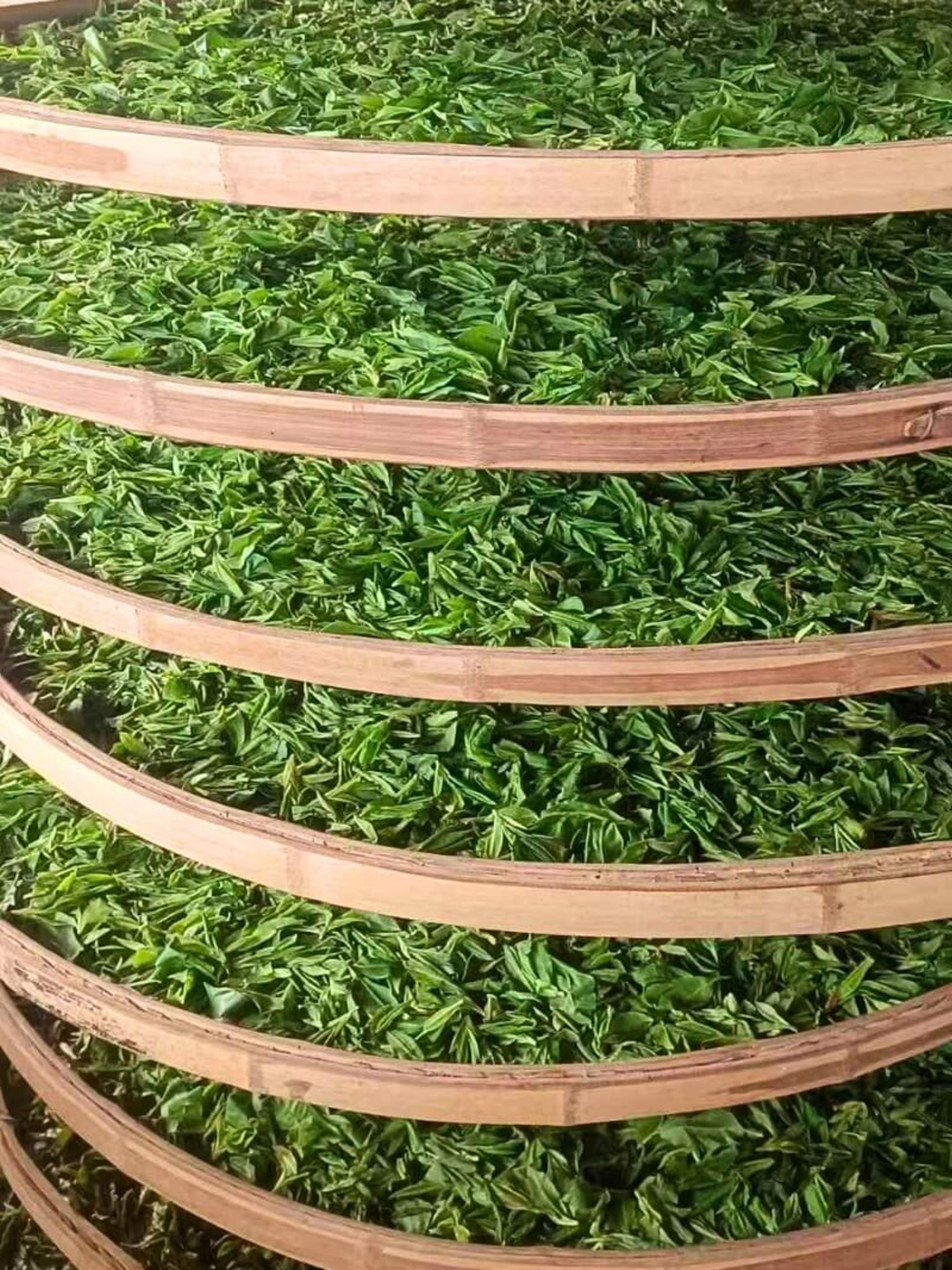 Round bamboo trays stacked on a rack, each spread with a thin layer of bright green tea leaf.