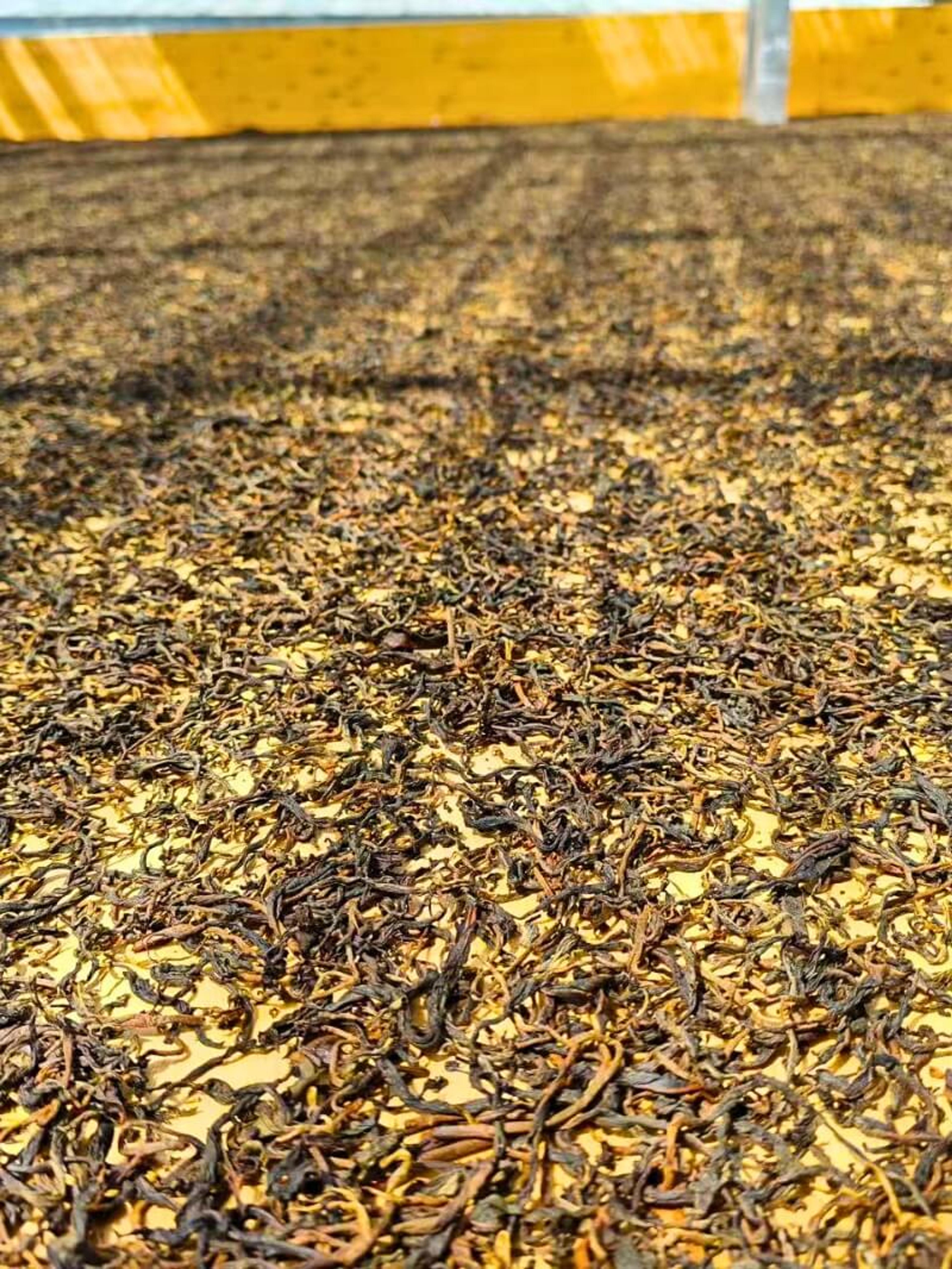 Red tea sun-drying on a floor.