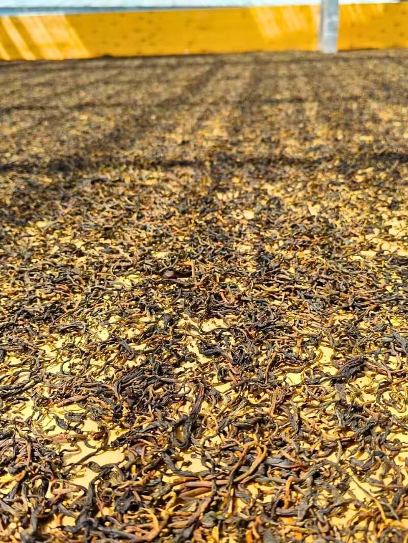 Red tea sun-drying on a floor.