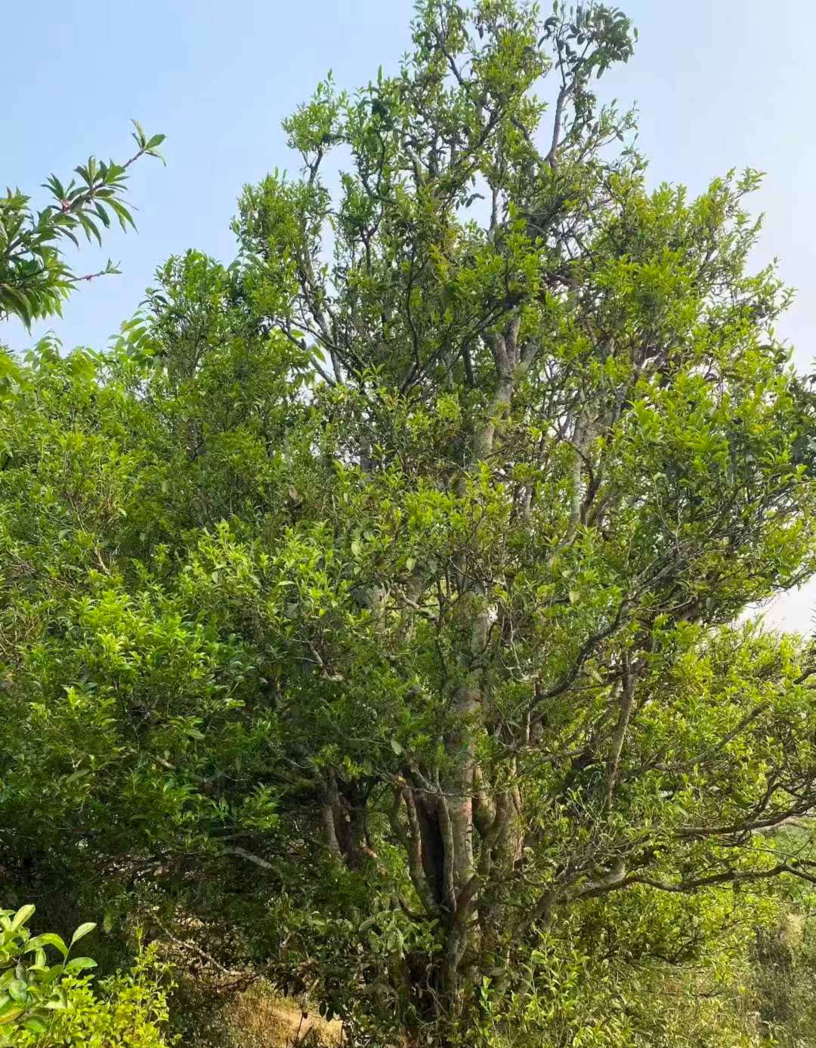Looking up into the branches of an old tea tree, new green leaf against a pale sky.