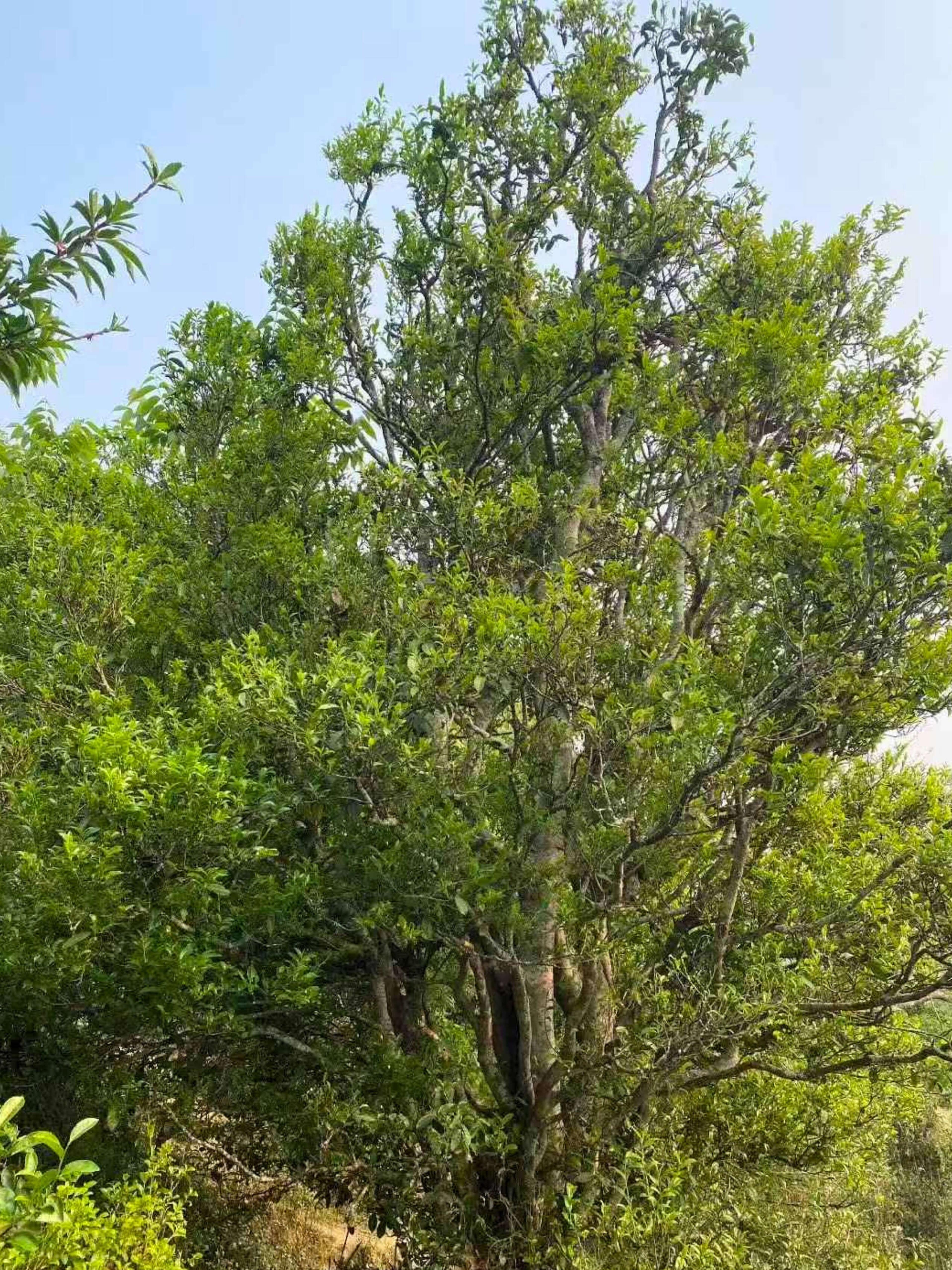 Looking up into the branches of an old tea tree, new green leaf against a pale sky.