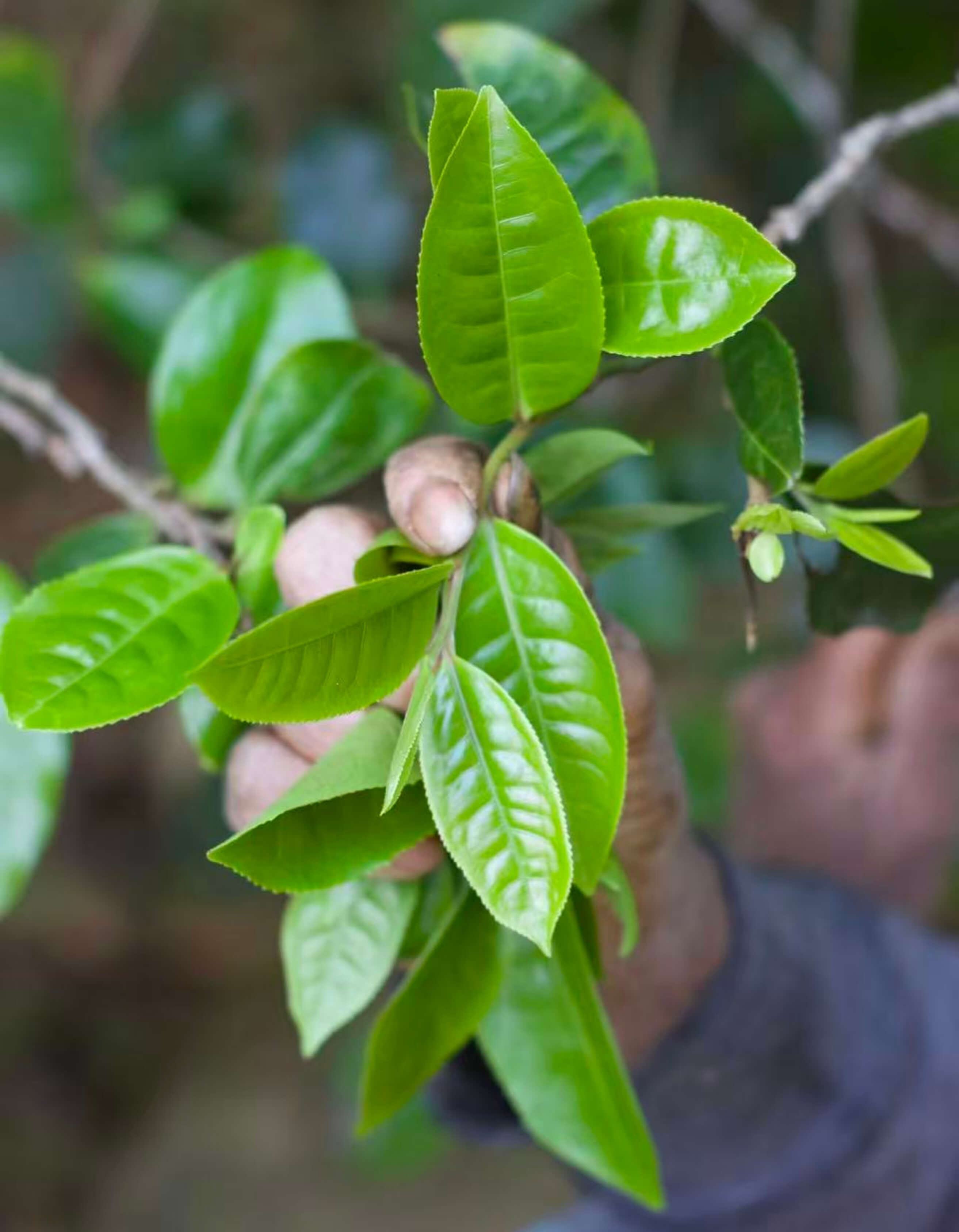 A hand grasping a tea tree branch with new growth leaves.
