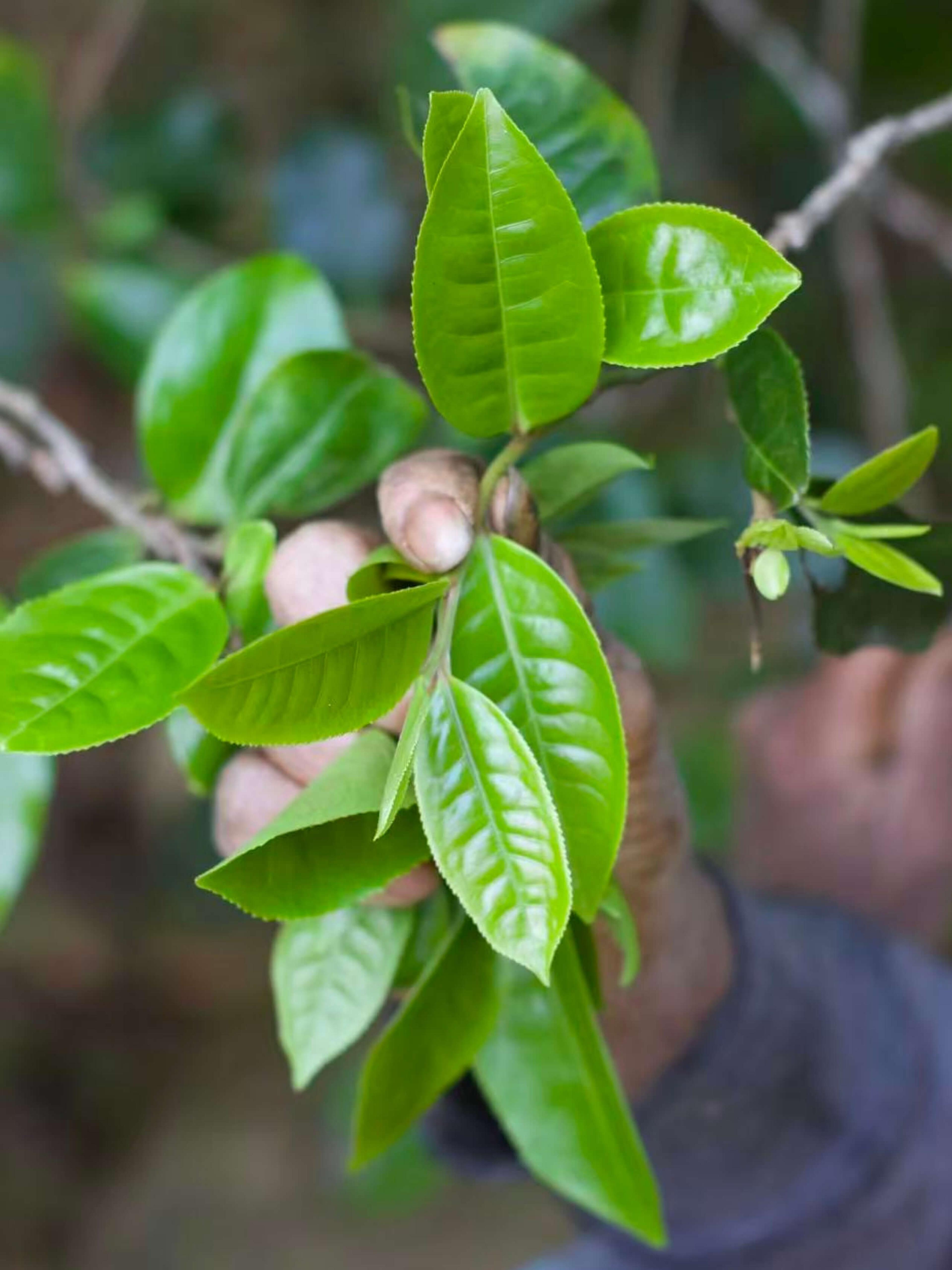 A hand grasping a tea tree branch with new growth leaves.