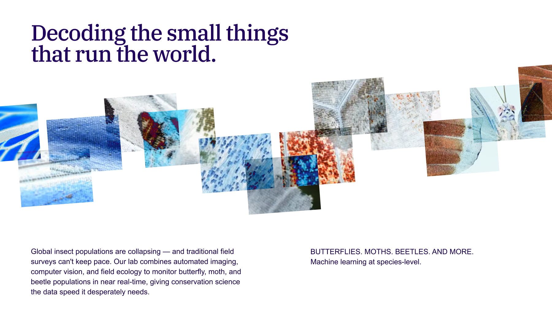 A Brand Exploration for  AI-powered research lab into insects.