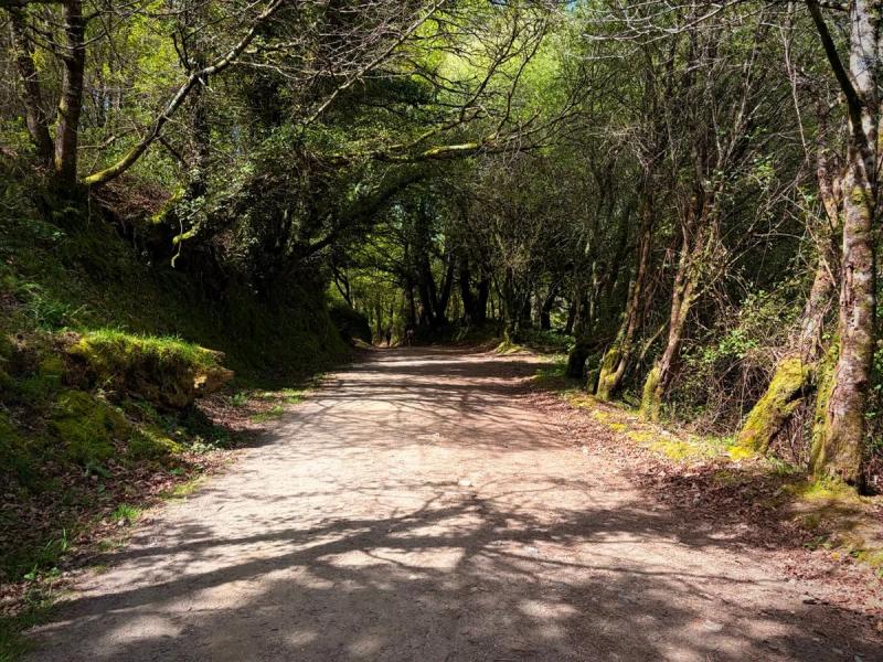 a footpath of the Camino Francés, covered by tree shade with trees and greenery on both sides