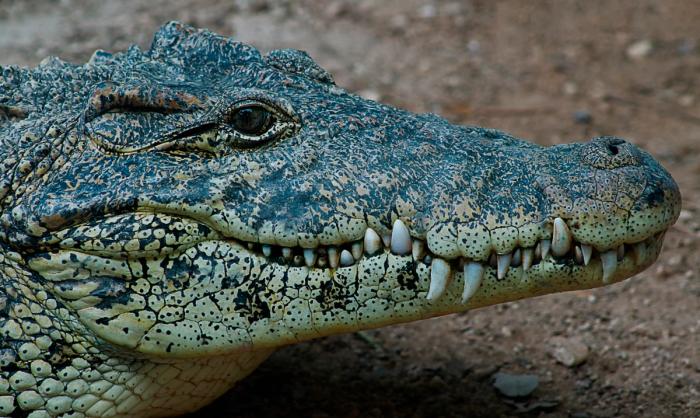 Cubakrokodille