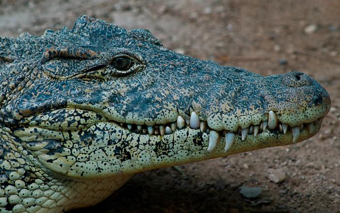 Cubakrokodille