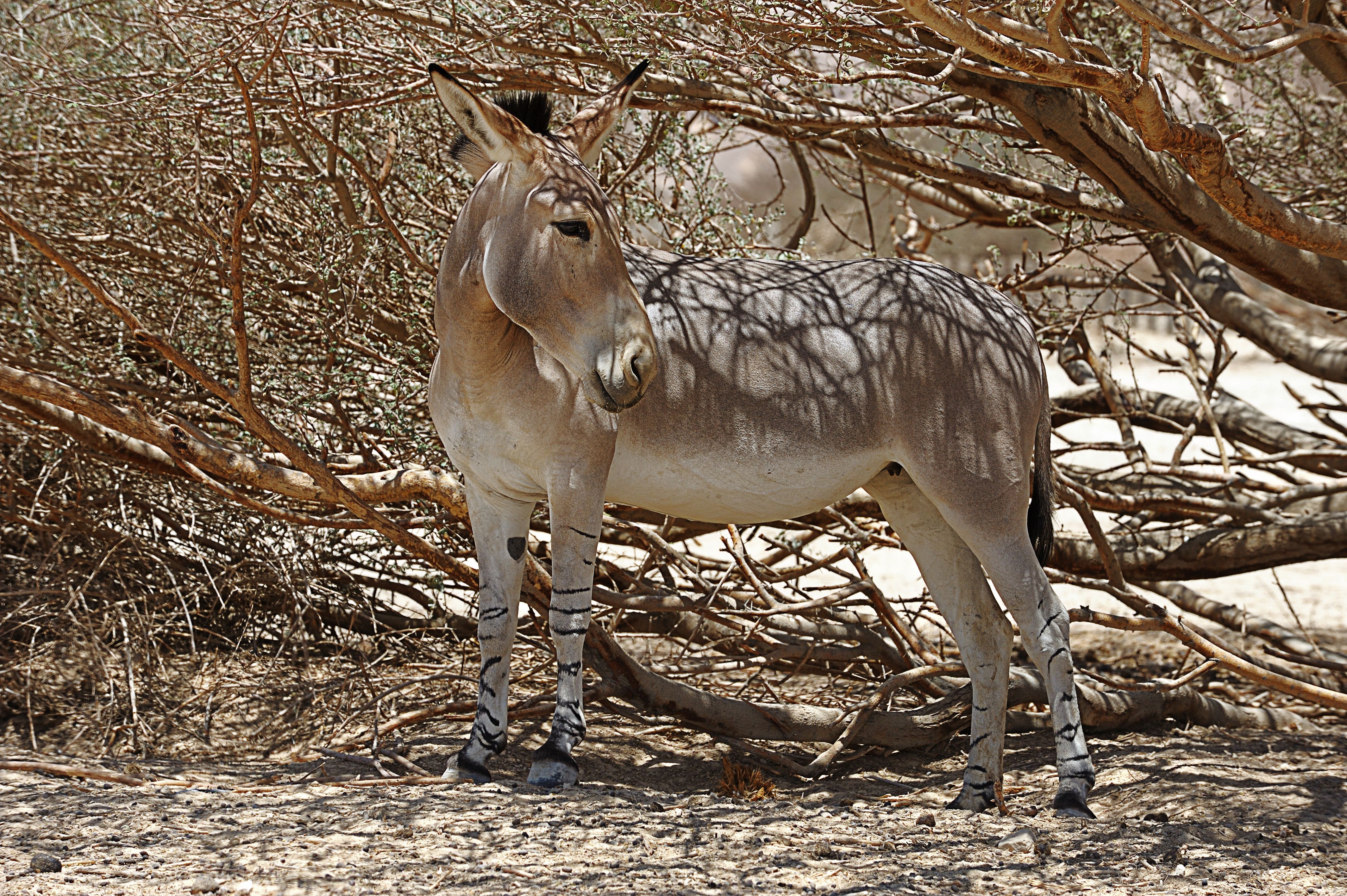 african-wild-ass-extinction-days
