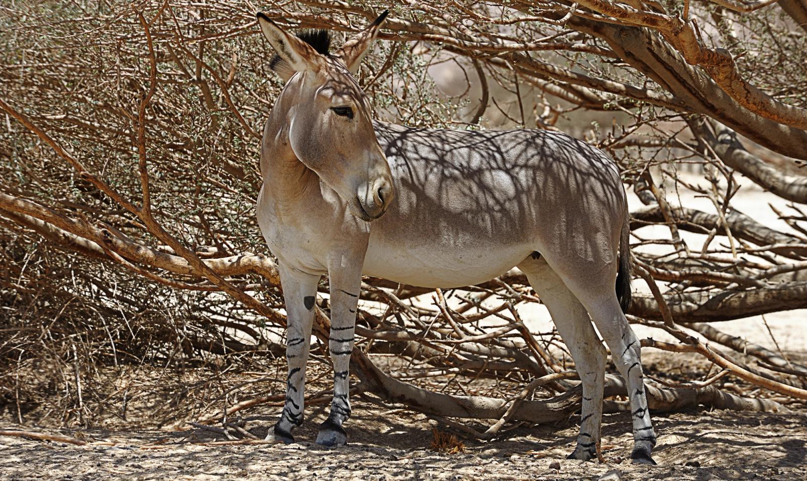 African Wild Ass Extinction Days african-wild-ass-extinction-days