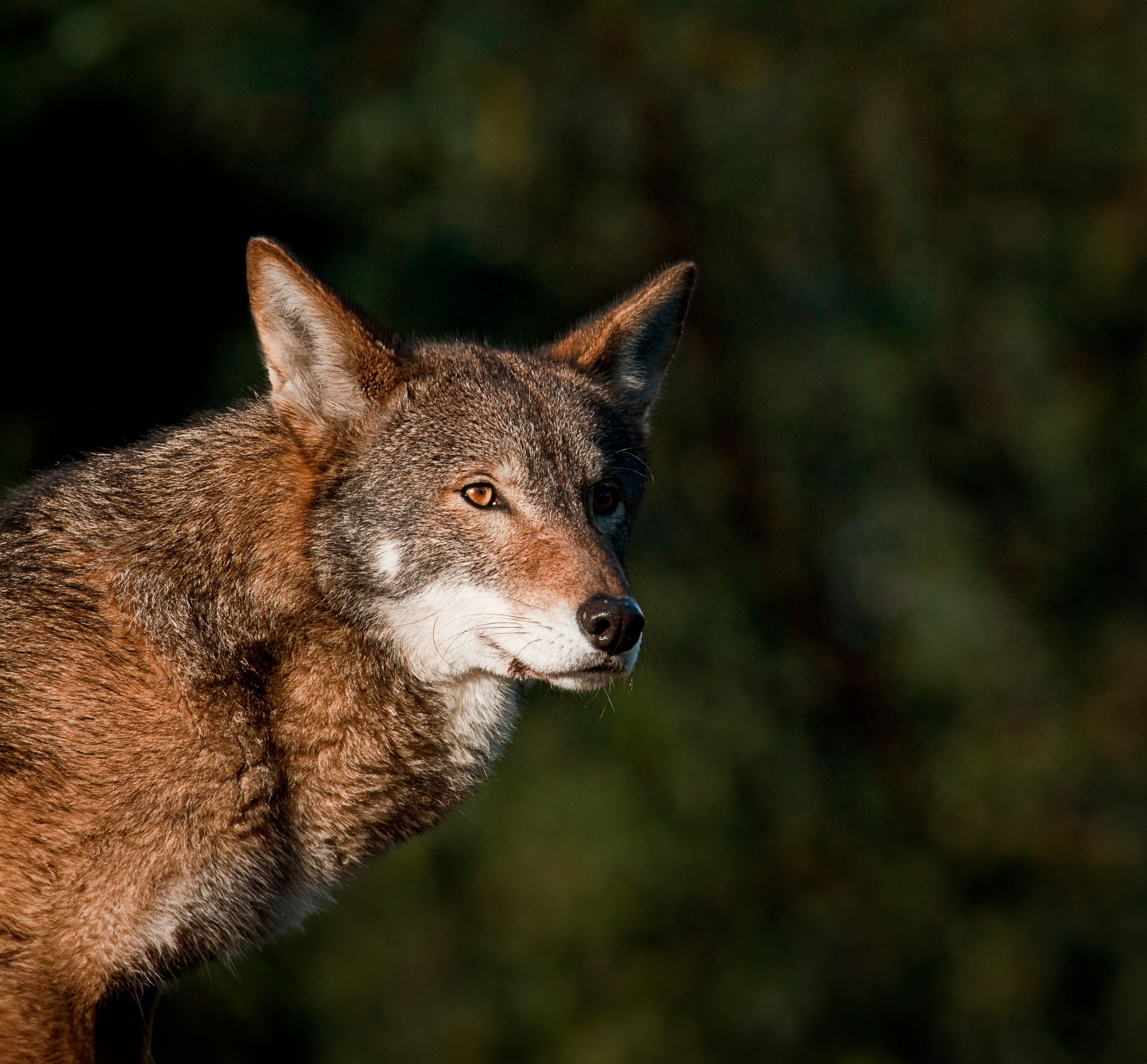 Red Wolf