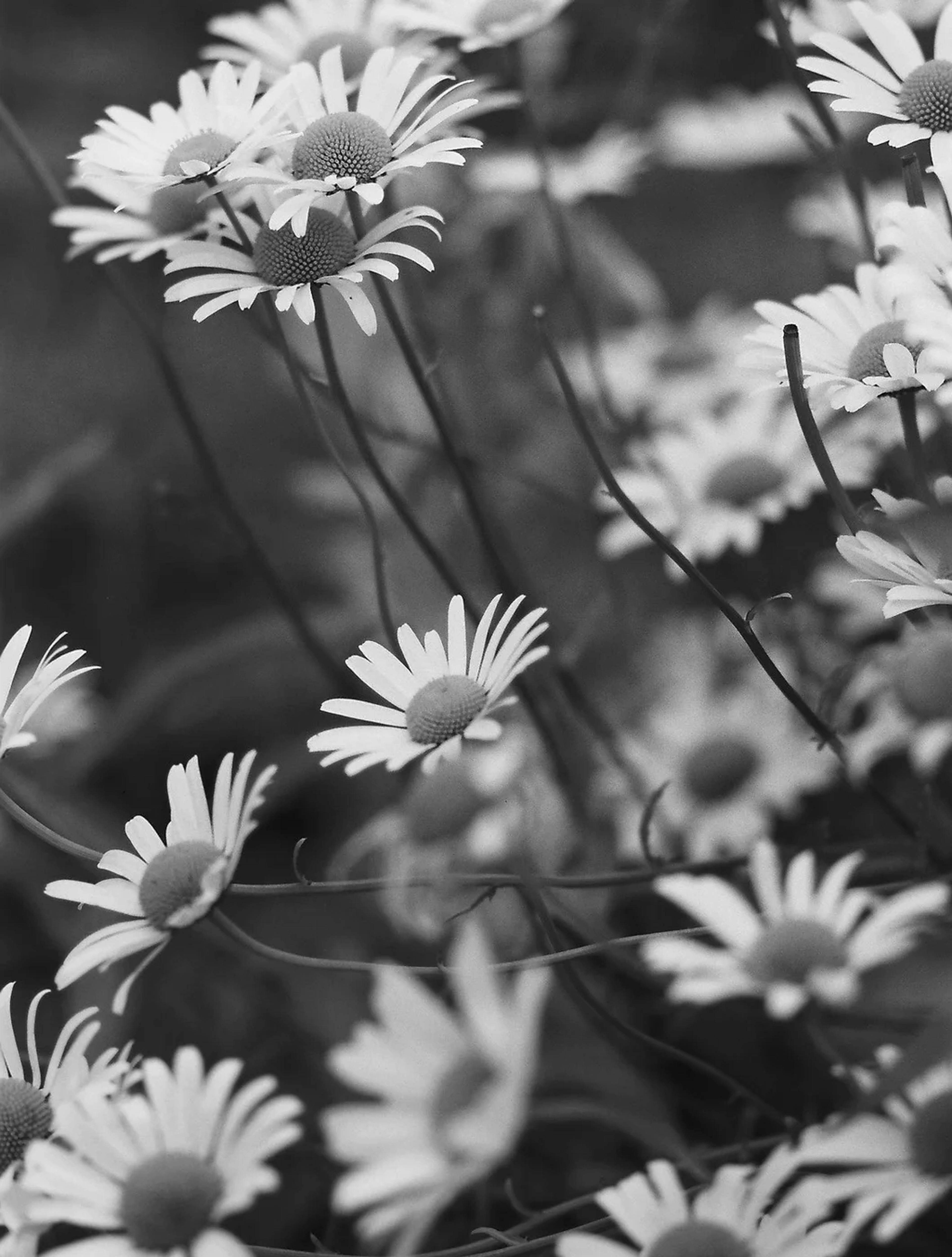 Be Retreat Yoga - Flowers Black and White -