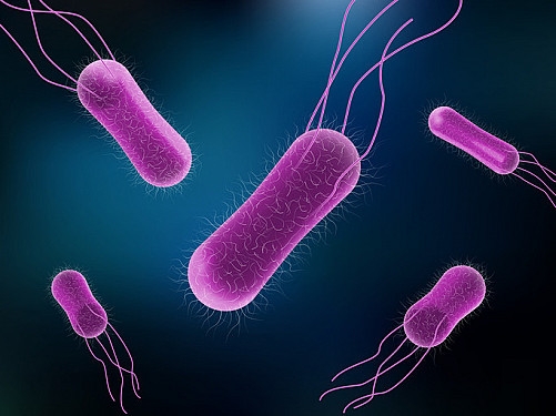 Vi khuẩn Salmonella