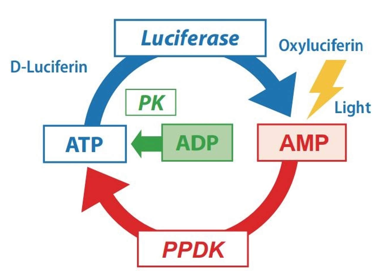 Năng lượng ATP là gì