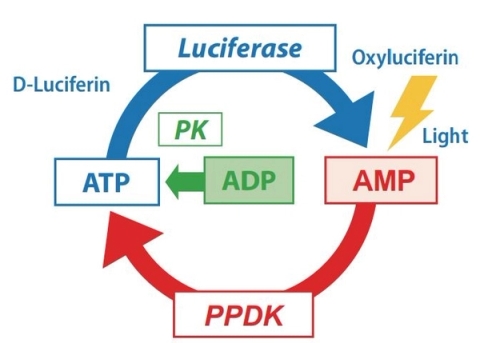 Năng lượng ATP là gì