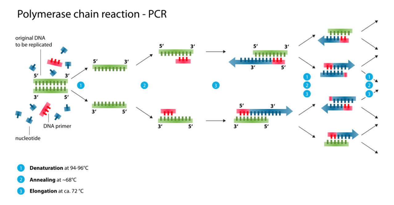 Phương pháp PCR