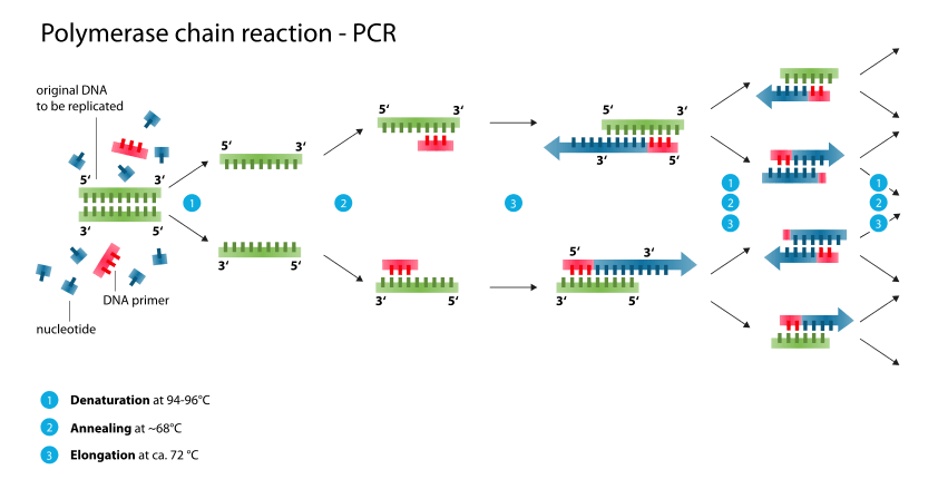 Phương pháp PCR