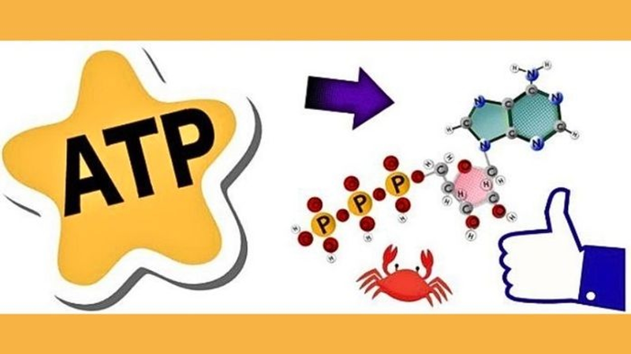 Hiểu đúng về đo ATP