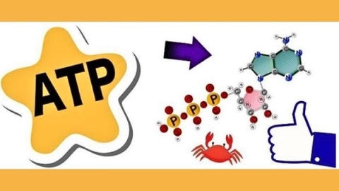 Hiểu đúng về đo ATP