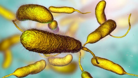 Khuẩn lạc Vibrio parahaemolyticus