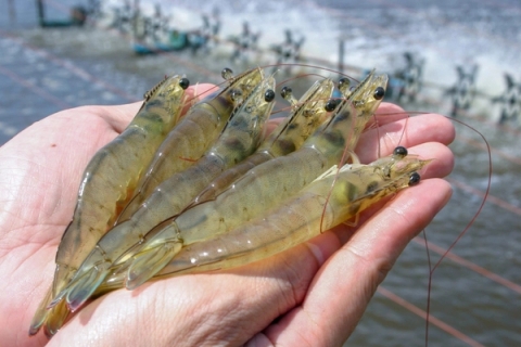 Vibrio parahaemolyticus trên tôm